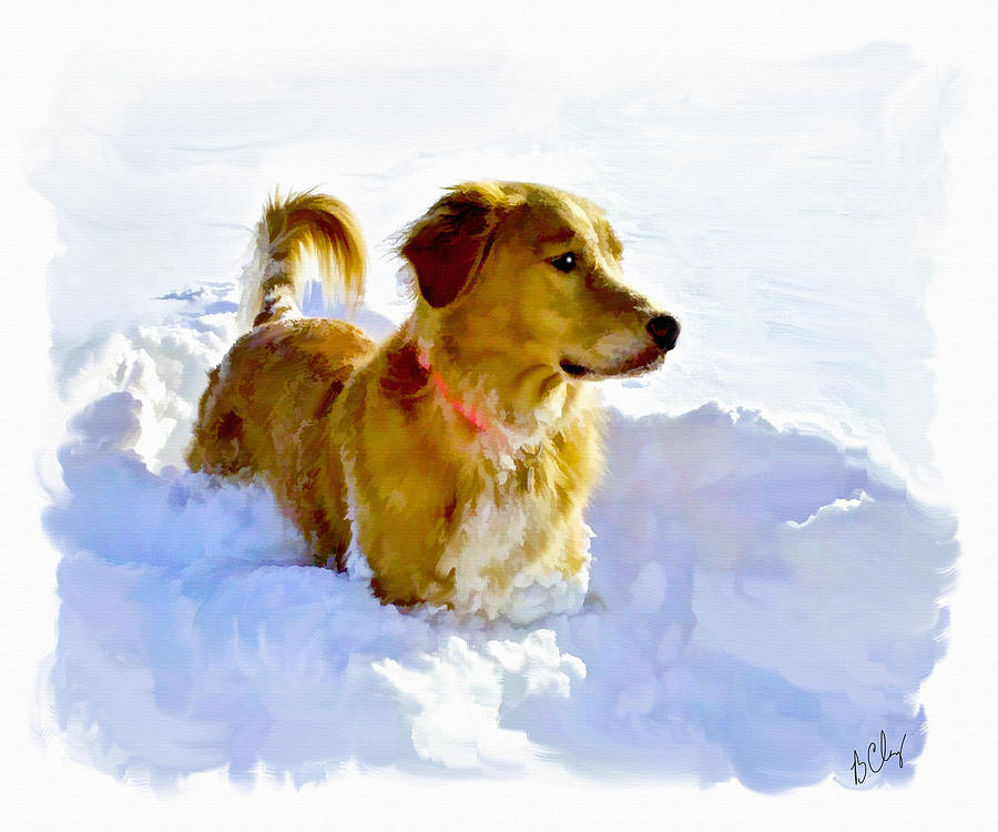 Snow Dog Photograph by Bradley Clay