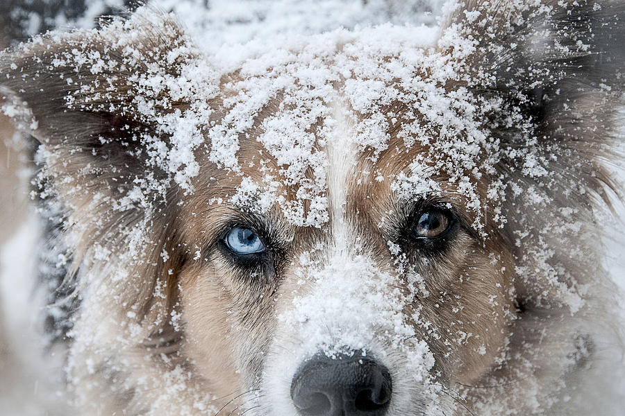 Snow Dog Photograph by Carol Erikson