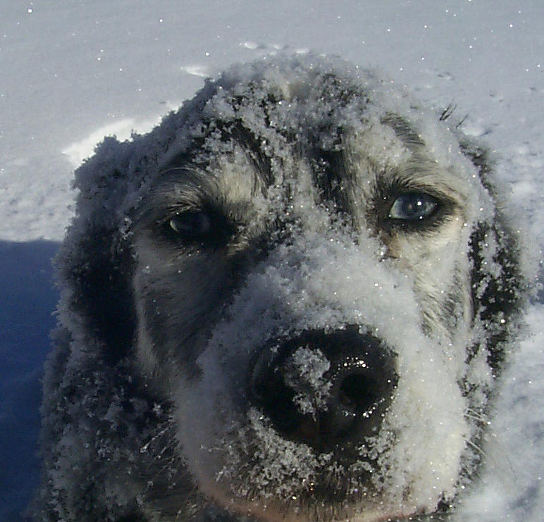 Snow Dog Photograph by Claudia Goodell