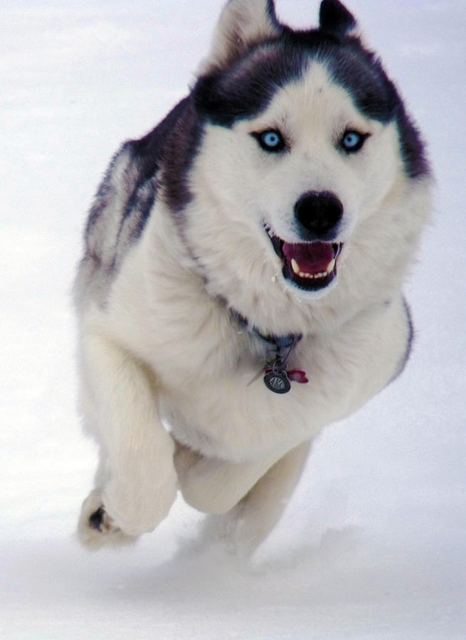 Husky Photograph - Snow Dog by Gary Mosman