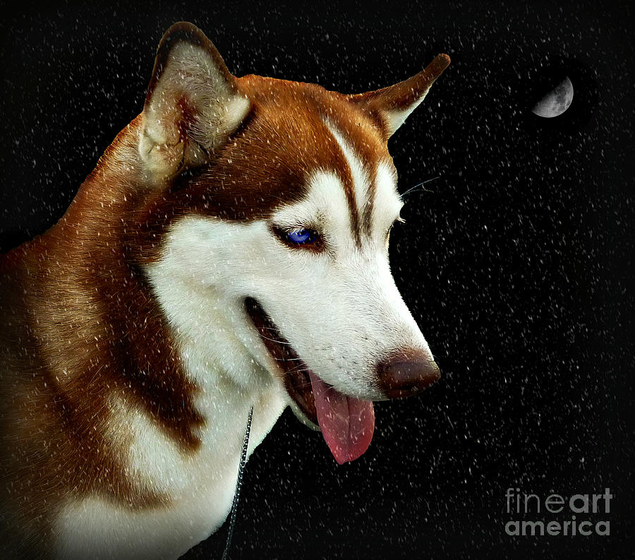 Snow Dog Digital Art by Ian Gledhill
