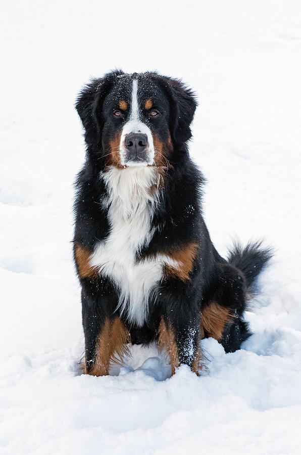 Snow Dog II Photograph by Jim Zablotny