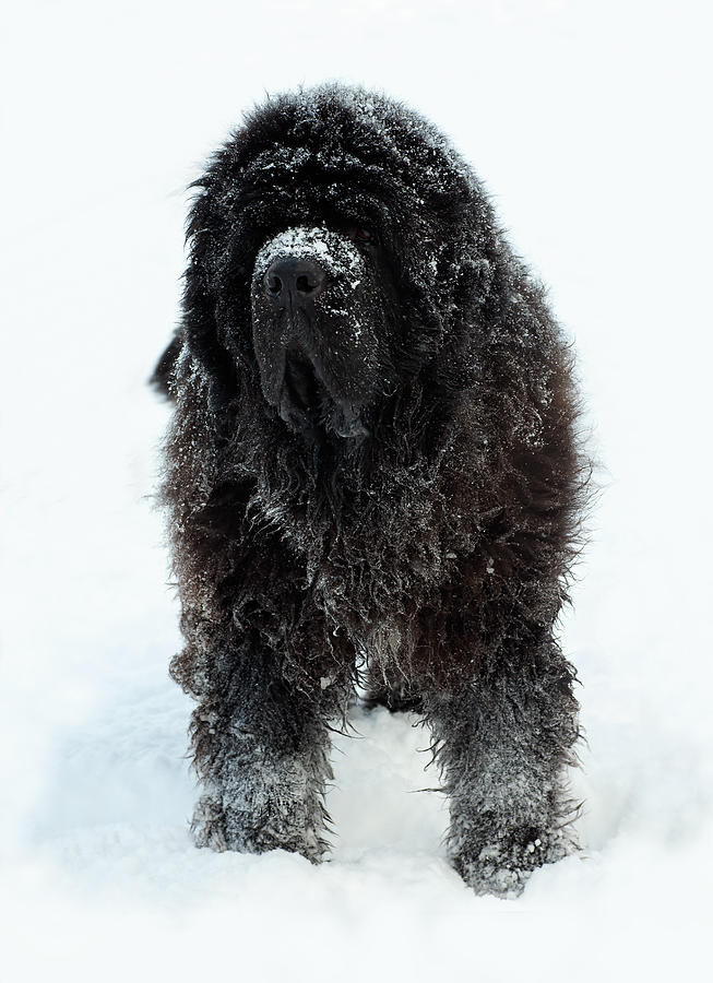Snow Dog Photograph by Jim Zablotny