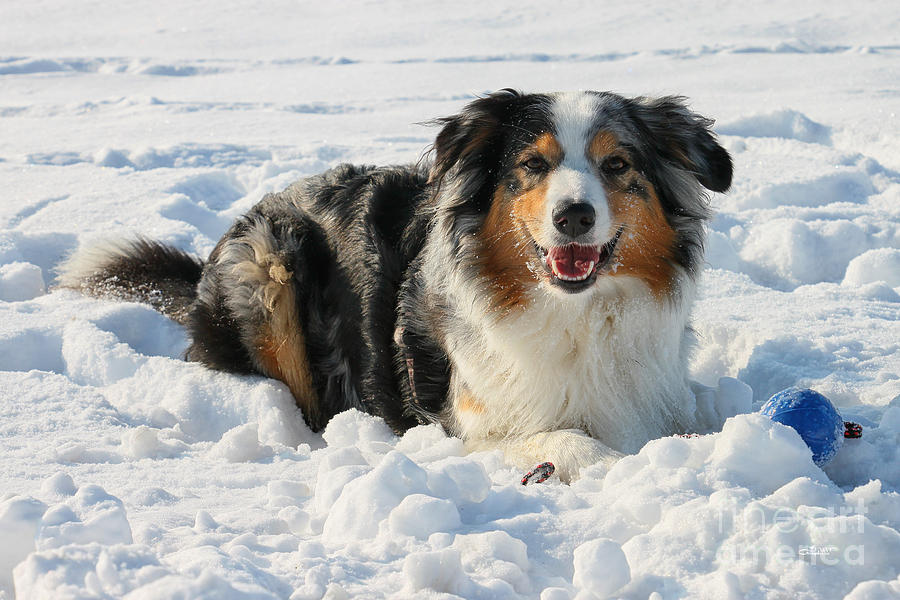 Snow Dog Photograph by Jutta Maria Pusl