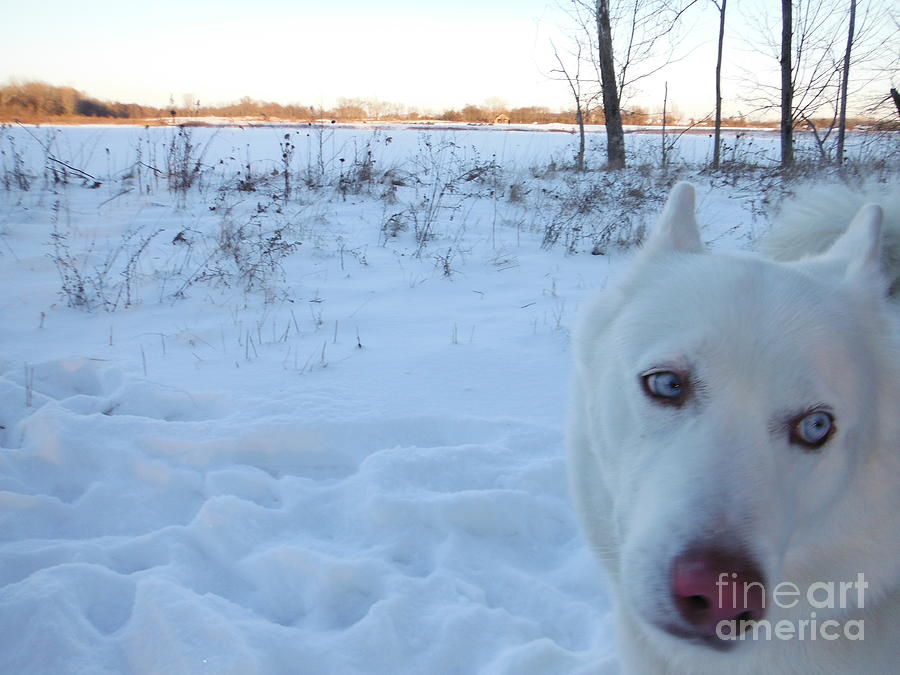 Snow Dog Photograph by Paddy Shaffer