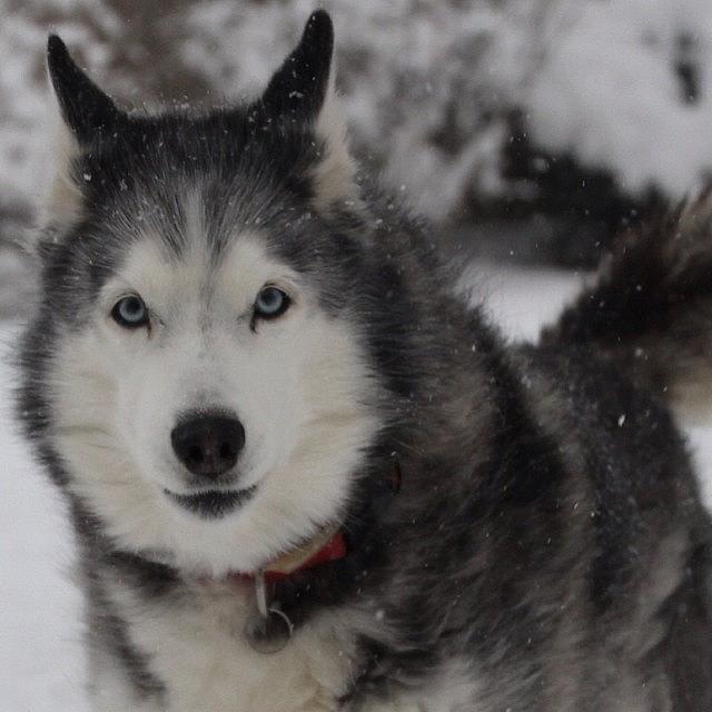 Winter Photograph - Snow Dog #siberianhusky #snowdog #husky by Lisa Thomas