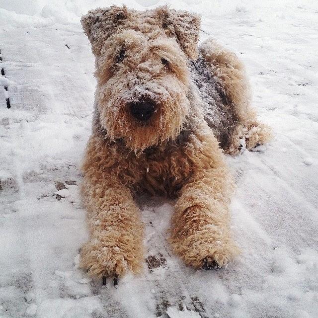 New_jersey Photograph - Snow Dog! #tesstheairedaleterrier by Teresa Delcorso