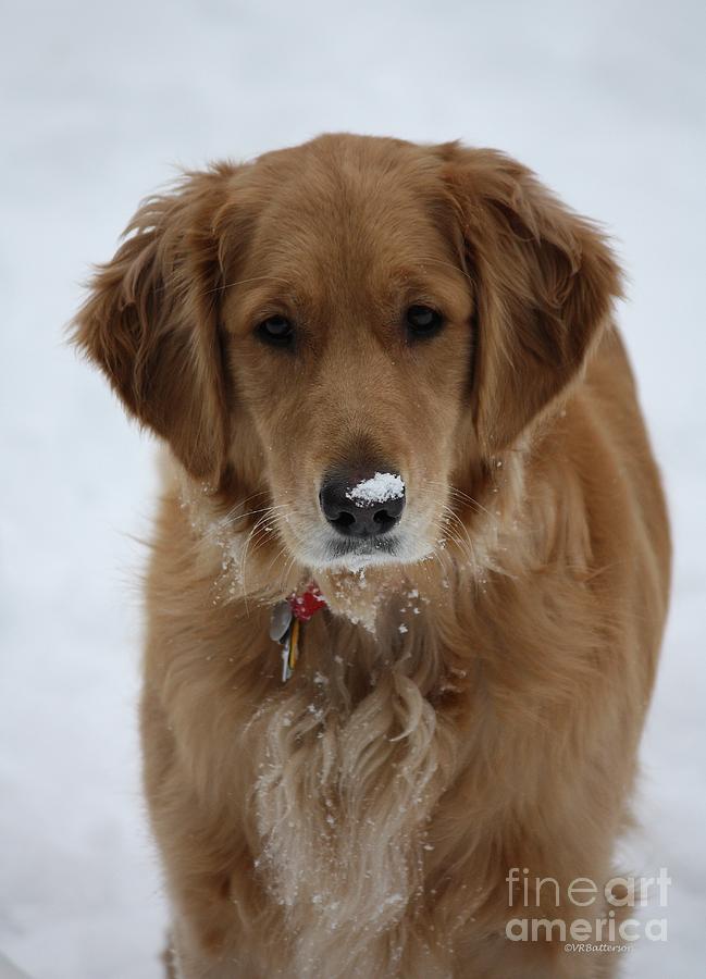 Animal Photograph - Snow Dog by Veronica Batterson