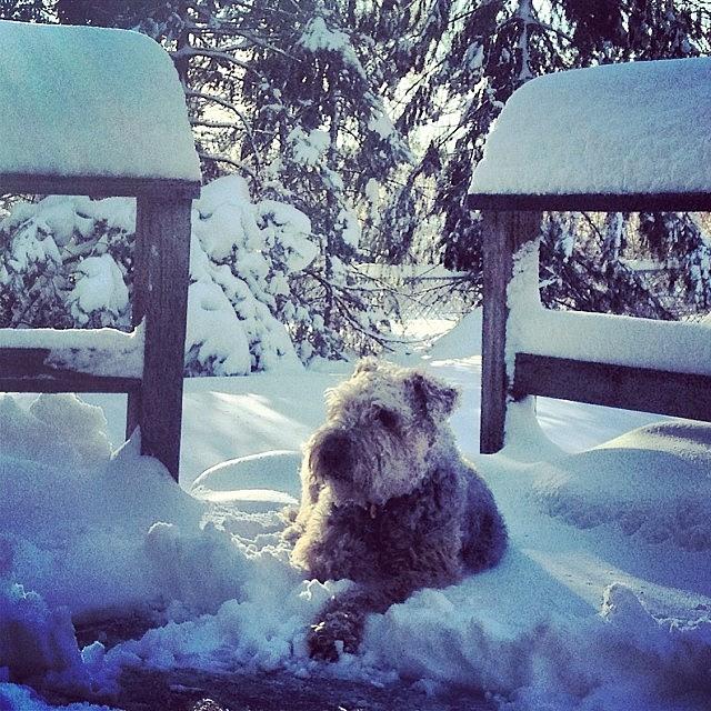 Terrier Photograph - Snow Dog
#tesstheairedaleterrier by Teresa Delcorso