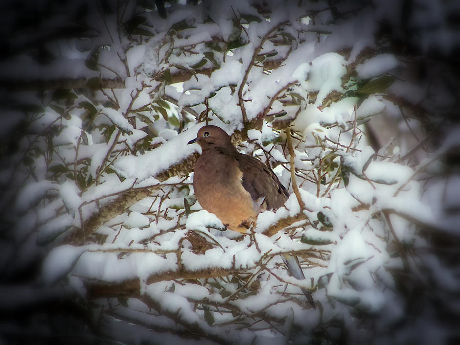 Dove Photograph - Snow Dove by Karen Wiles