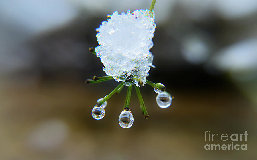 Snow Drops Tears  Photograph by Peggy Franz