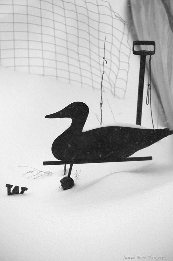 Snow Duck Photograph by Becca Wilcox