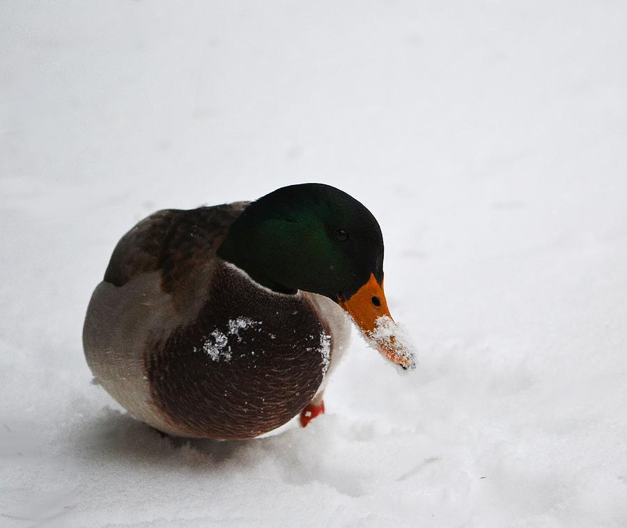 Snow Duck Male Photograph by Barbara Hart | Fine Art America