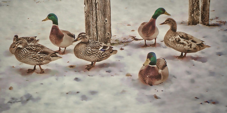 Snow Ducks Photograph by Bonnie Bruno