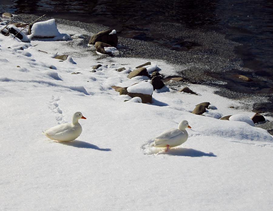 Snow Ducks Photograph by Cynthia  Clark