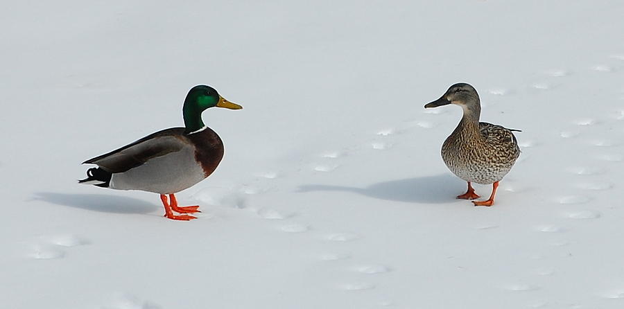 Snow Ducks Photograph by Mim White