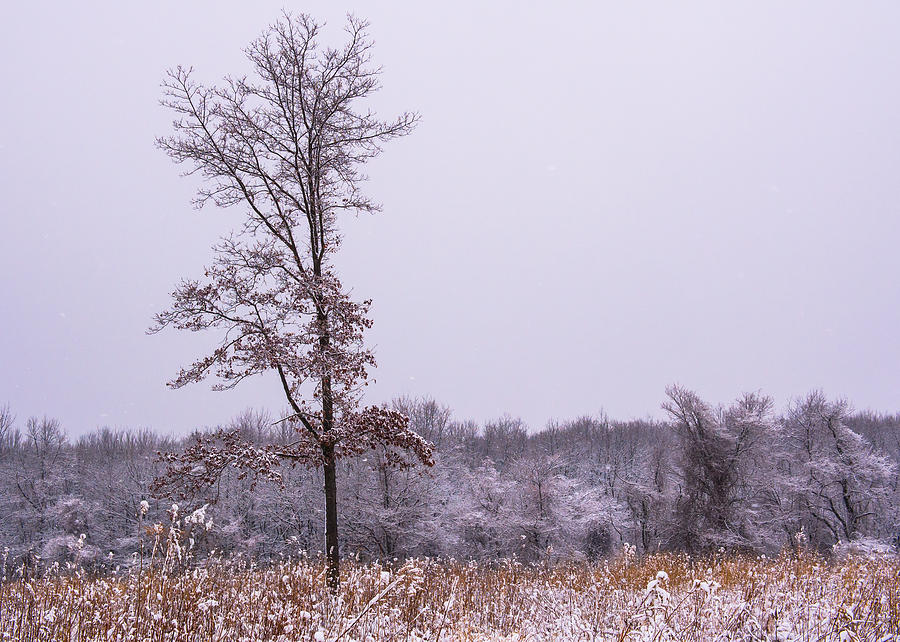 Tree Photograph - Snow Dusted Tree by Steven Wilhelm