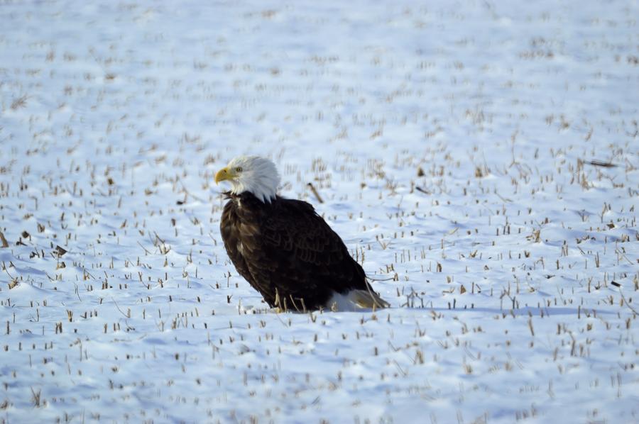 Snow Eagle Photograph by Bonfire Photography