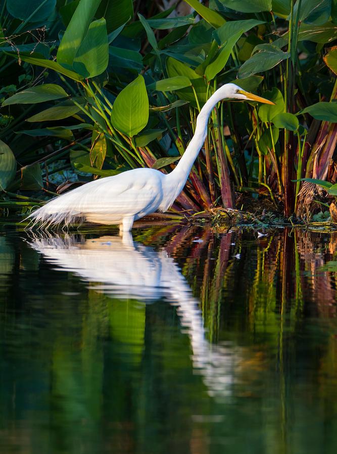 Snow Egret and Its Reflection Photograph by Andres Leon