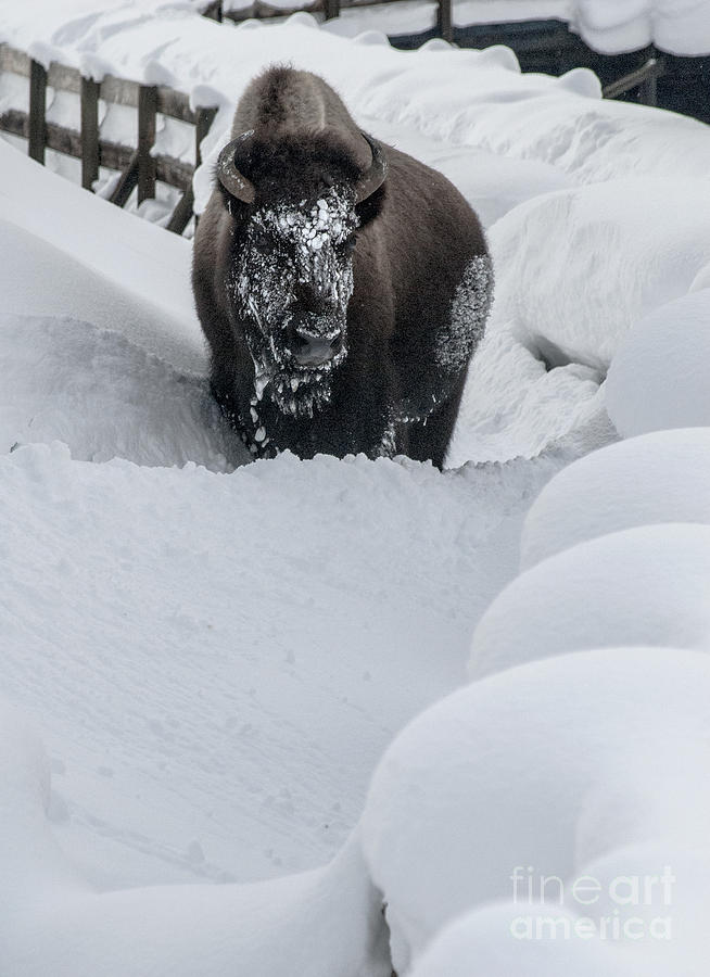Snow face Photograph by Richard Verkuyl