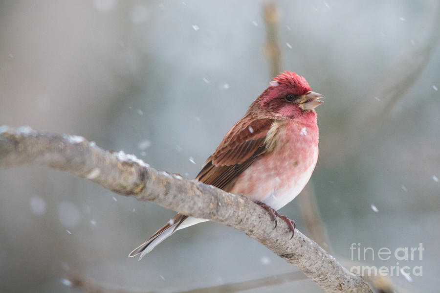 Snow Fall Finch Photograph by Cheryl Baxter