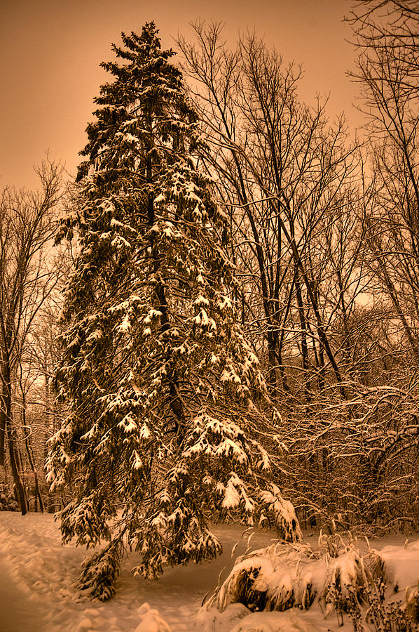Snow Fall Photograph by William Wetmore