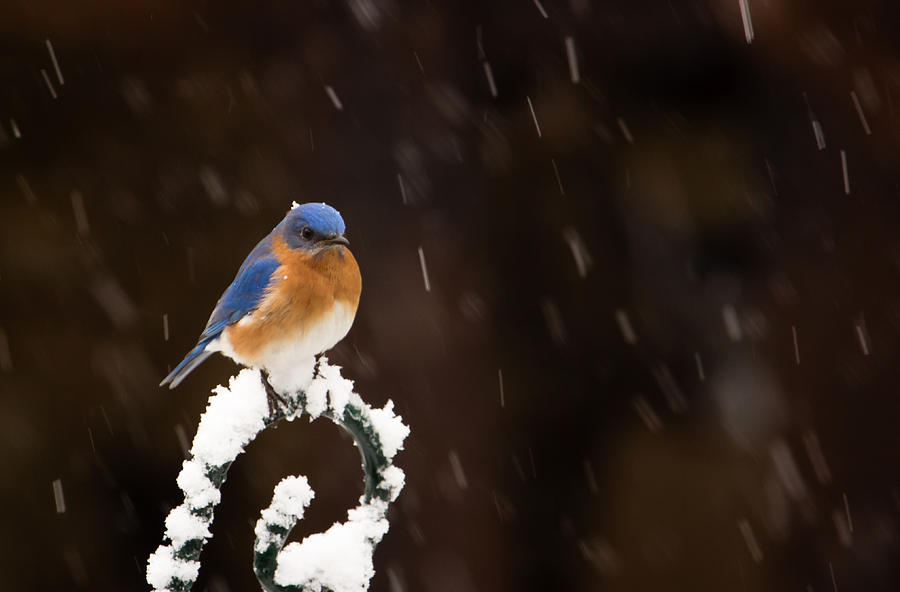 Snow Falling - Eastern Bluebird Photograph by Christy Cox