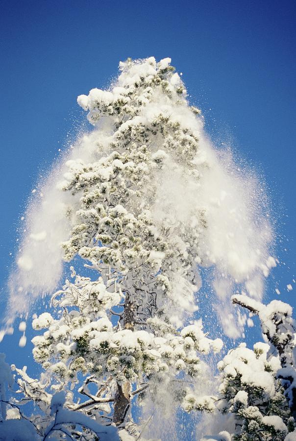 Snow Falling From A Tree Photograph by David Hay Jones/science Photo Library