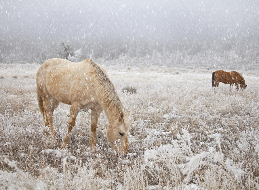 Horse Photograph - Snow Falling On Horses by Theresa Tahara