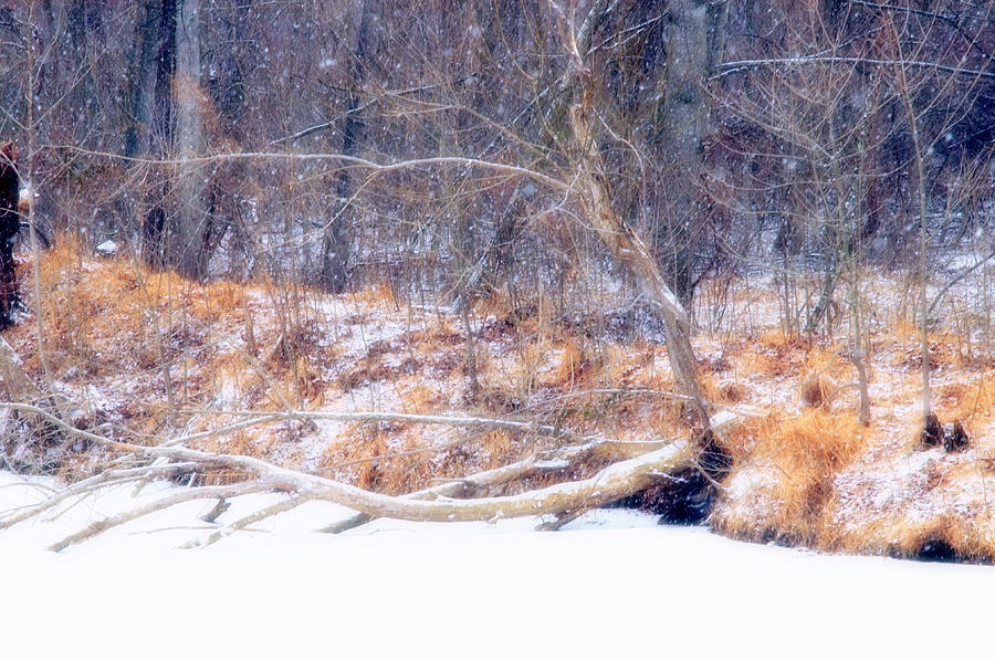 Snow Falling On Woodland Photograph by Maria Mosolova/science Photo Library