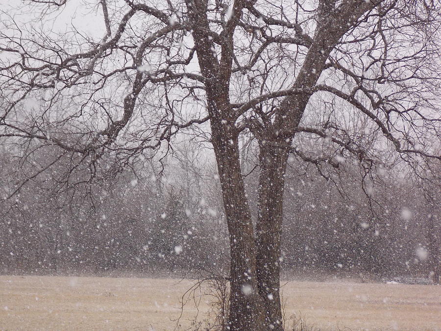 Snow Falling Softly Photograph by Virginia White