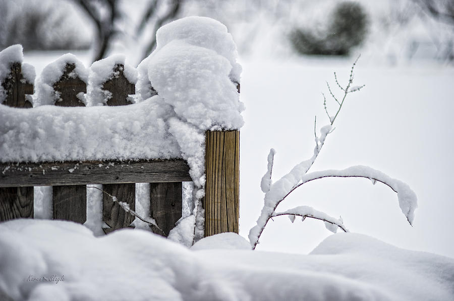 Snow Fence Photograph by Karen Slagle