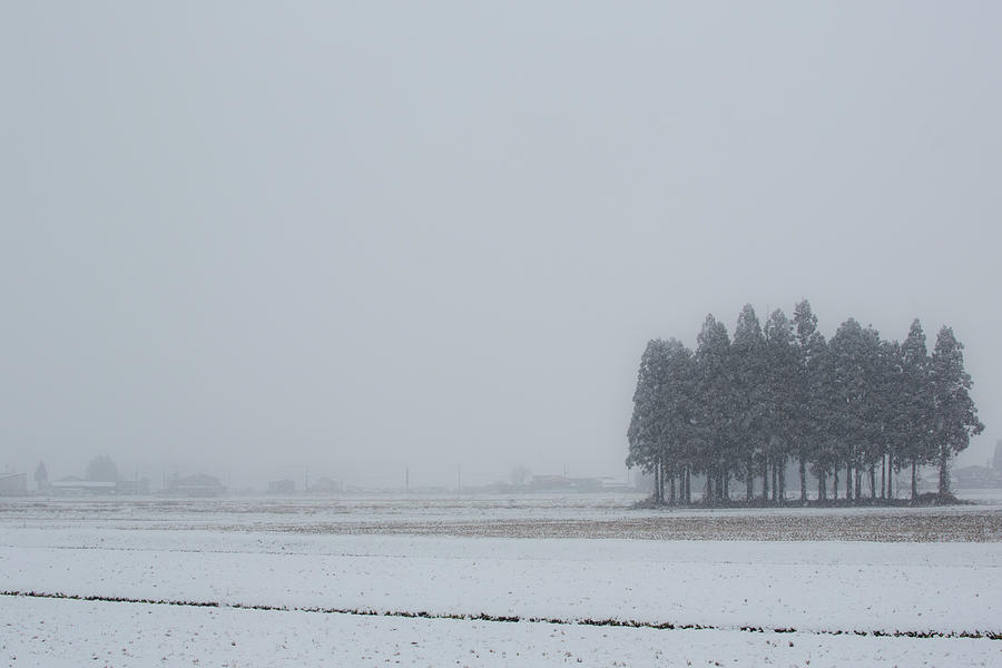 Snow Fields In Akita Photograph by Masa Asano