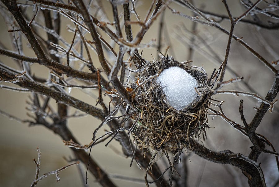 Snow Filled Nest Photograph by Julie Palencia