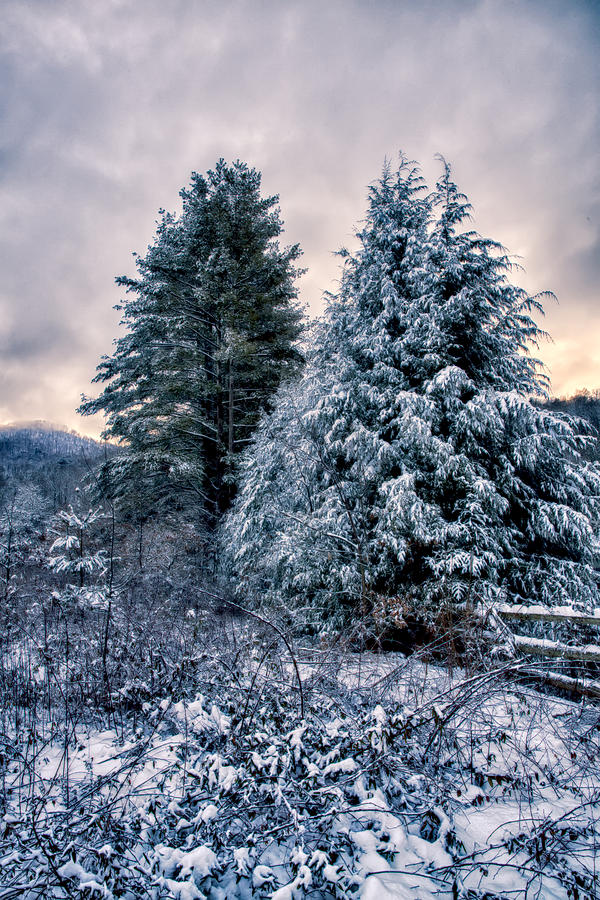 Winter Photograph - Snow Fir February by John Haldane