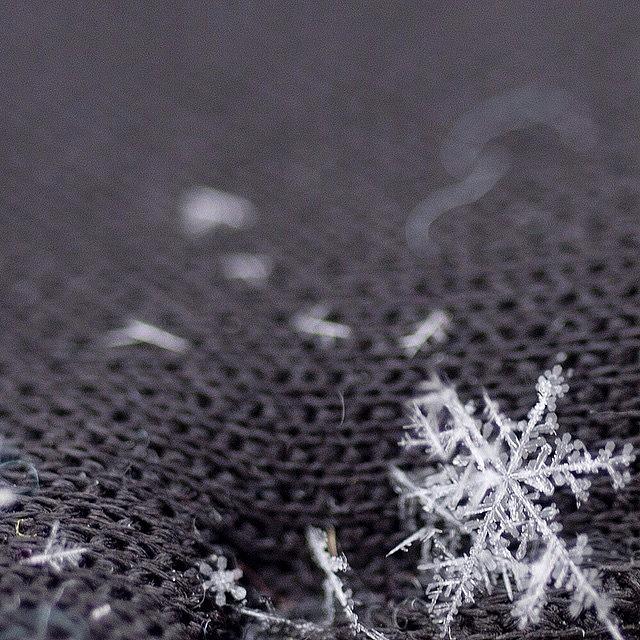 Macro Photograph - Snow Flake. #macro #macroparadise by Laurie McGinley
