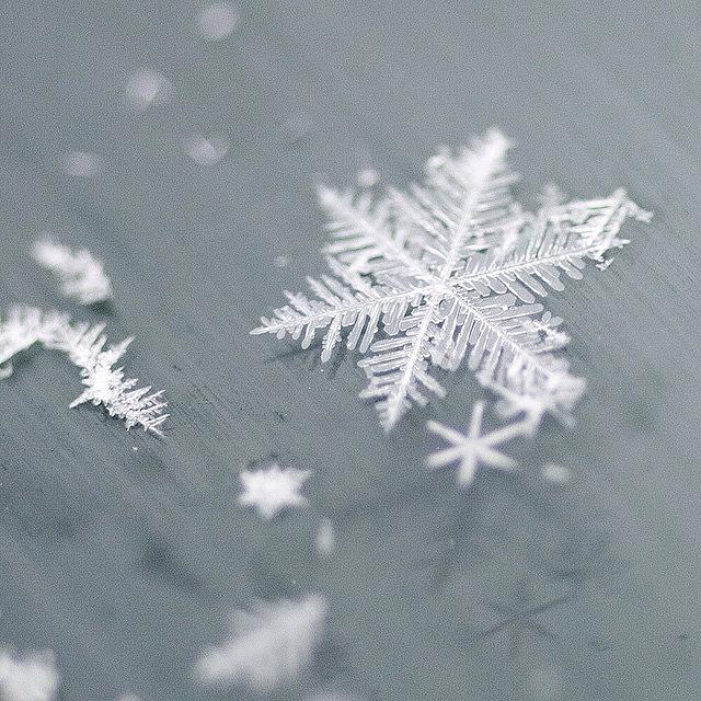 Snow Flake. #rsa_macro #jj_indetail Photograph by Laurie McGinley