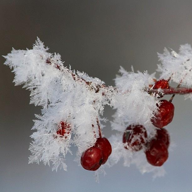 Nature Seekers Photograph - Snow Flakes On A Branch, Lake Geneva by Aran Ackley