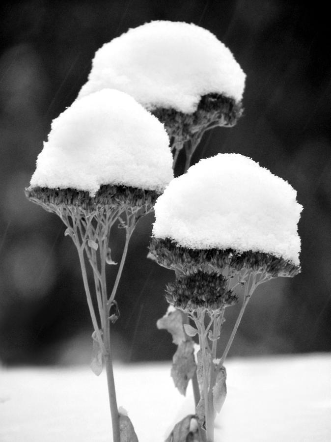 Snow Flowers BW Photograph by David T Wilkinson