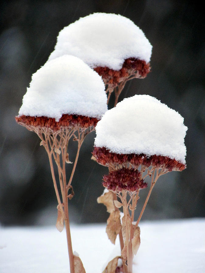 Snow Flowers Photograph by David T Wilkinson