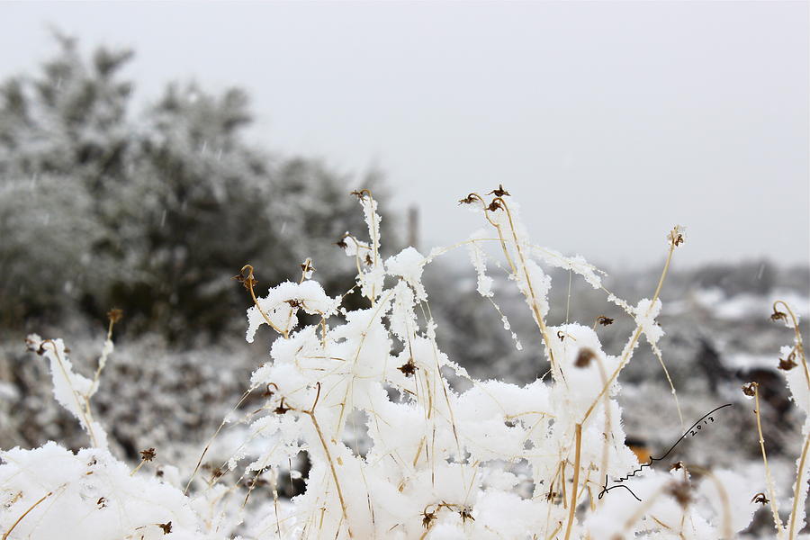 Snow Flowers Photograph