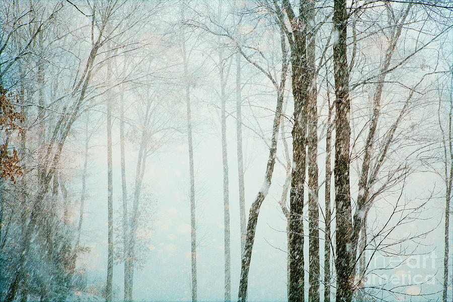 Snow Flurries Photograph by Kim Fearheiley