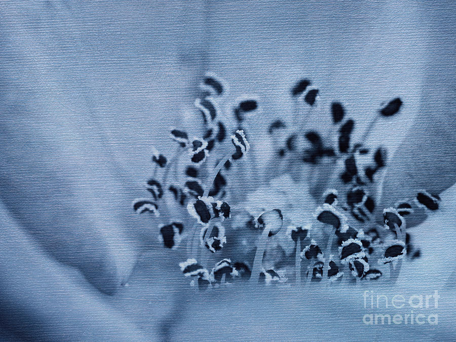 Flower Stamens Photograph - Snow Flurry Abstract by Irina Wardas