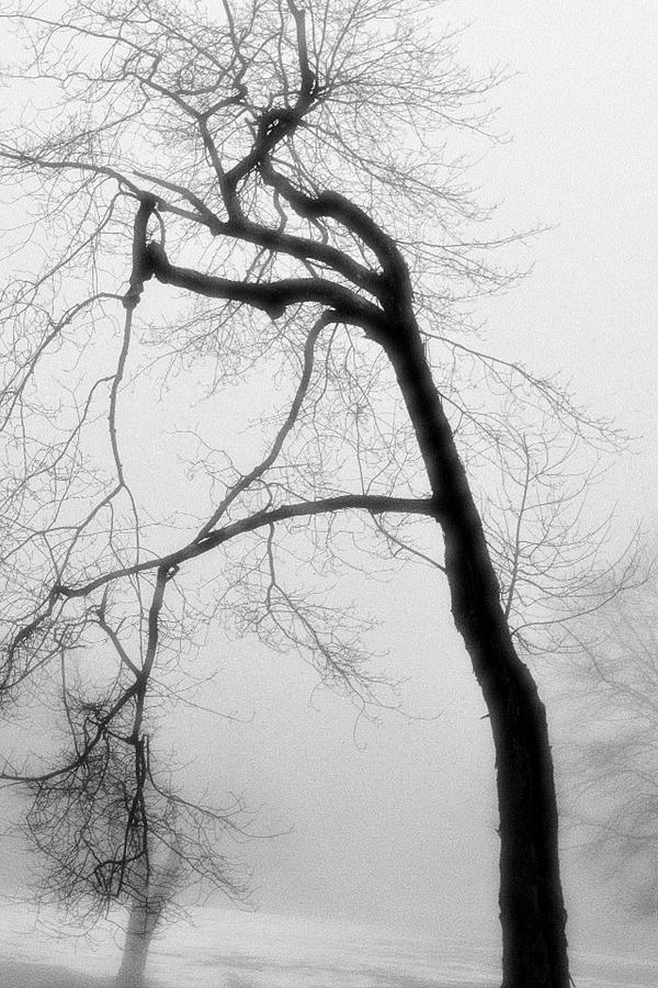 Winter Photograph - Snow Fog Tree by James Chesnick