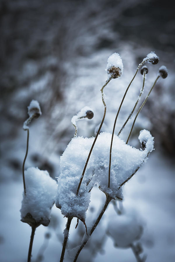 Abstract Photograph - Snow Forms by Belinda Greb