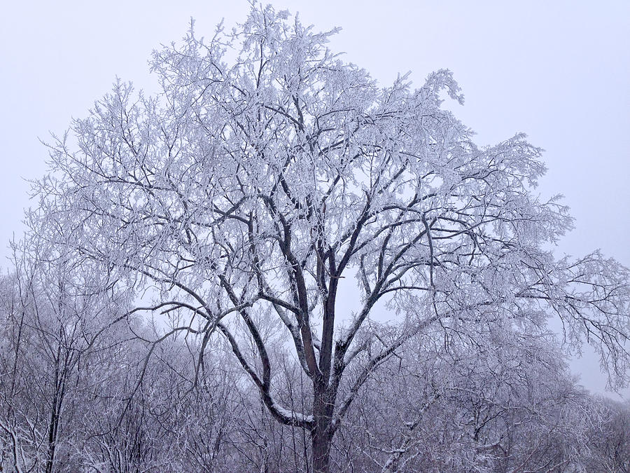 Snow Frosting Photograph by Kristin Hatt