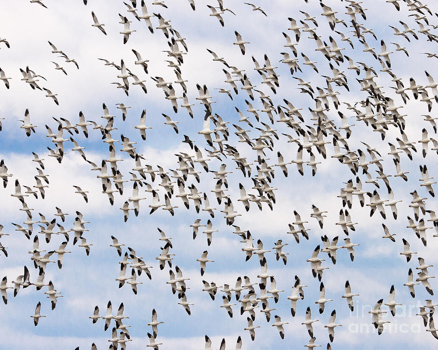 Bird Photograph - Snow Geese 2 by Dale Nelson