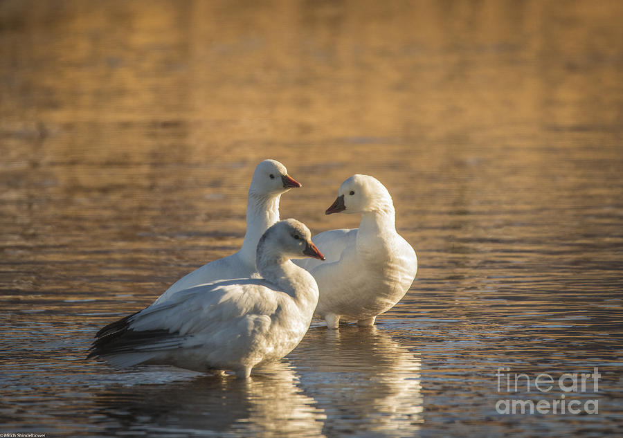 Snow Geese 3 Photograph by Mitch Shindelbower