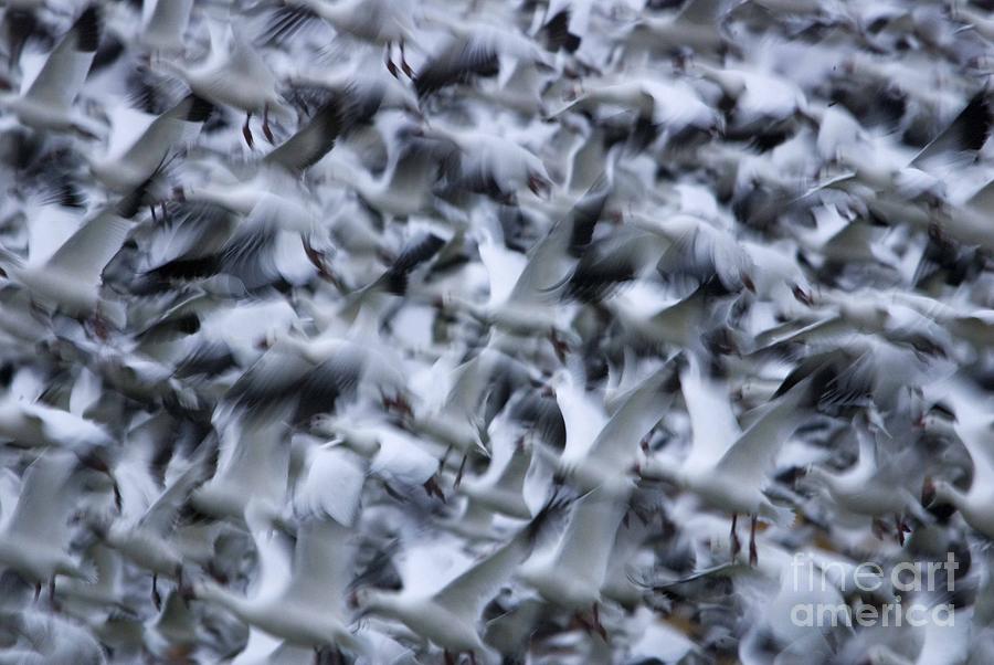 Snow Geese Abstract  Photograph by John Greco