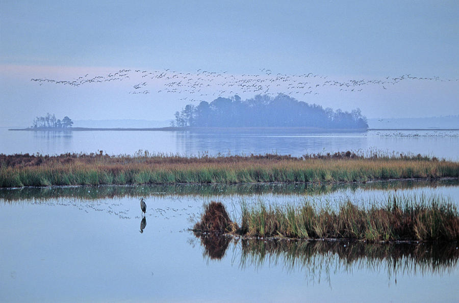 Snow Geese And Great Blue Heron Photograph by Peter Essick Snow Geese And Great Blue Heron Photograph by Peter Essick